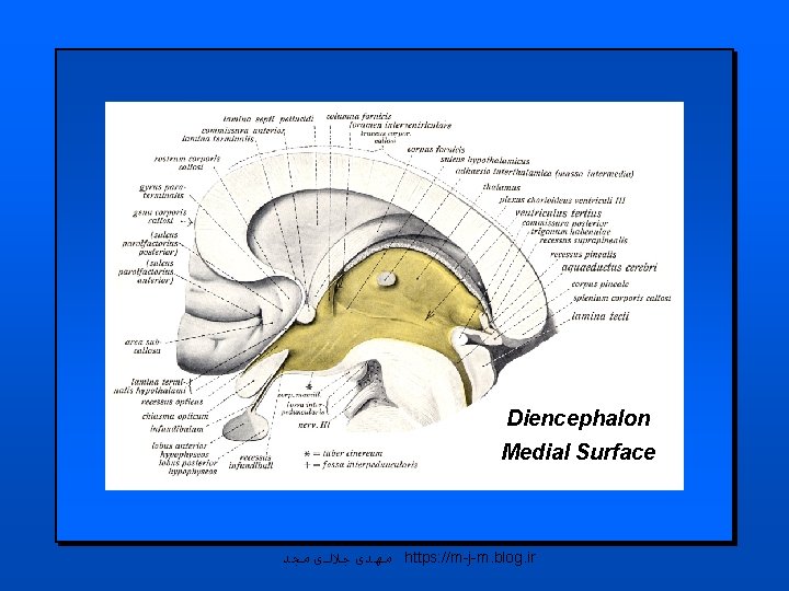 Diencephalon Medial Surface ﻣﻬﺪی ﺟﻼﻟی ﻣﺠﺪ https: //m-j-m. blog. ir 