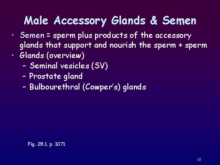 Male Accessory Glands & Semen • Semen = sperm plus products of the accessory