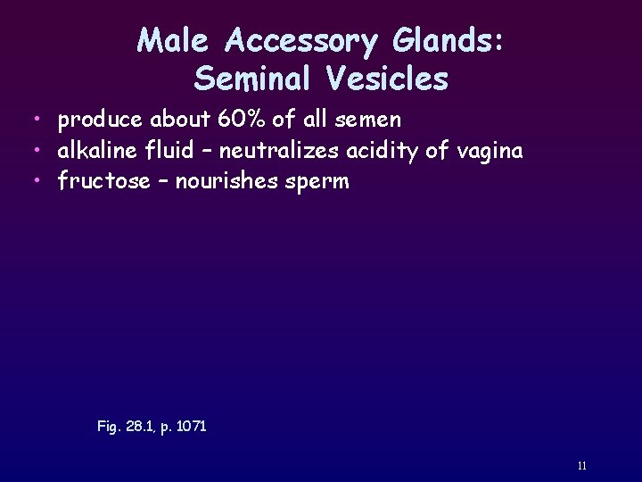 Male Accessory Glands: Seminal Vesicles • produce about 60% of all semen • alkaline