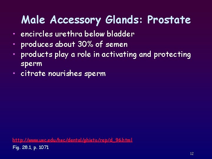 Male Accessory Glands: Prostate • encircles urethra below bladder • produces about 30% of