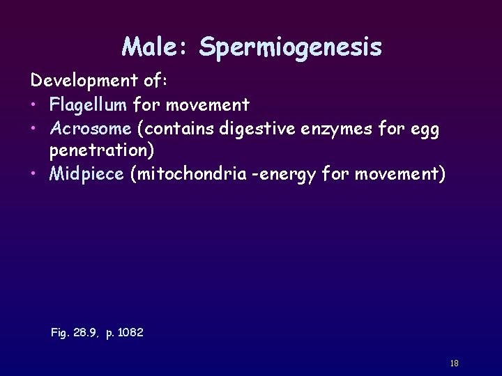 Male: Spermiogenesis Development of: • Flagellum for movement • Acrosome (contains digestive enzymes for