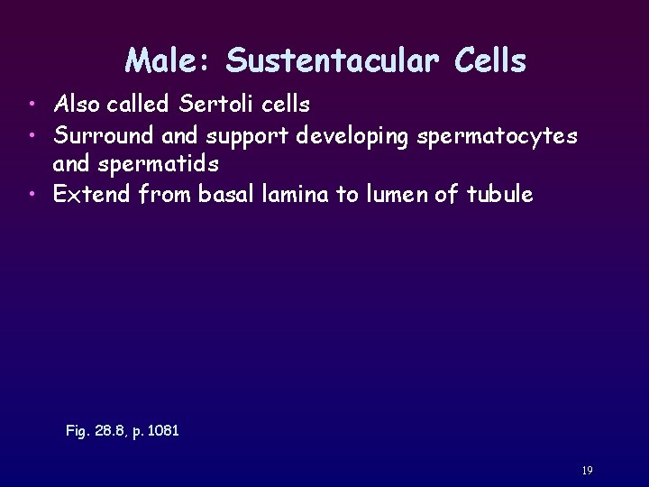 Male: Sustentacular Cells • Also called Sertoli cells • Surround and support developing spermatocytes