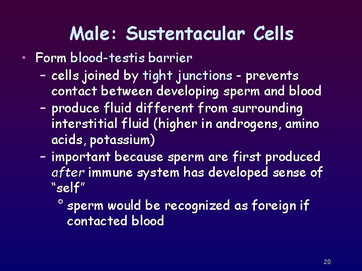 Male: Sustentacular Cells • Form blood-testis barrier – cells joined by tight junctions -