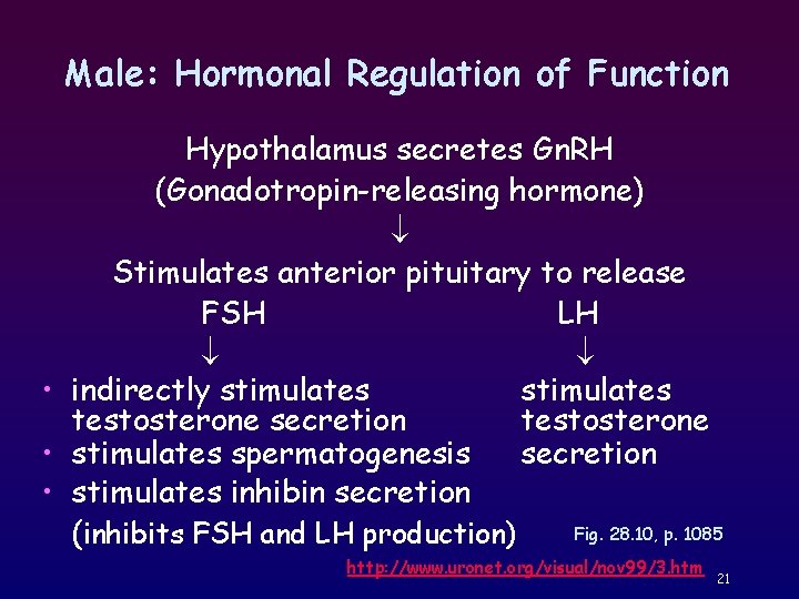 Male: Hormonal Regulation of Function Hypothalamus secretes Gn. RH (Gonadotropin-releasing hormone) Stimulates anterior pituitary