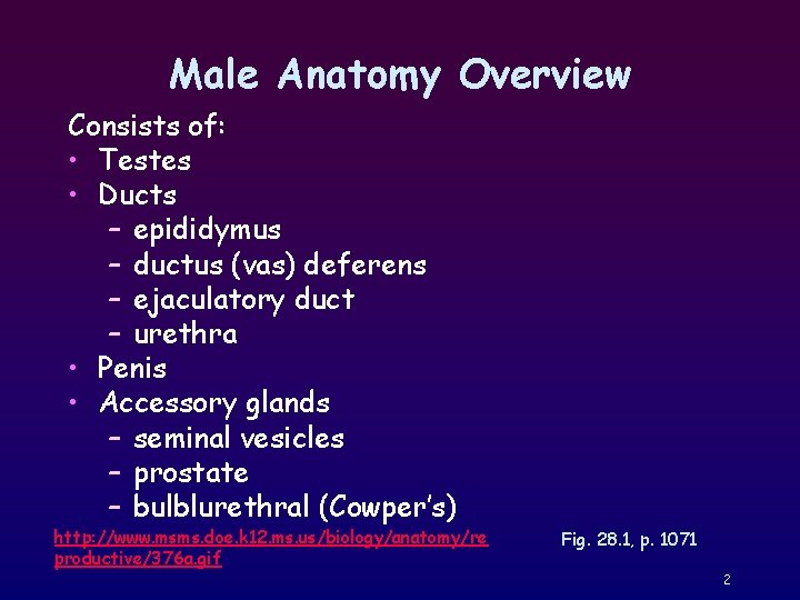 Male Anatomy Overview Consists of: • Testes • Ducts – epididymus – ductus (vas)