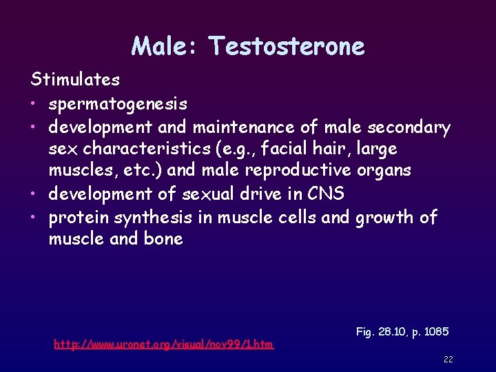 Male: Testosterone Stimulates • spermatogenesis • development and maintenance of male secondary sex characteristics