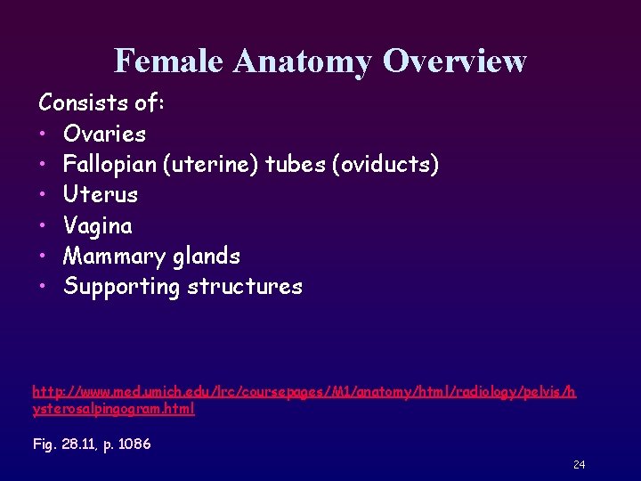 Female Anatomy Overview Consists of: • Ovaries • Fallopian (uterine) tubes (oviducts) • Uterus