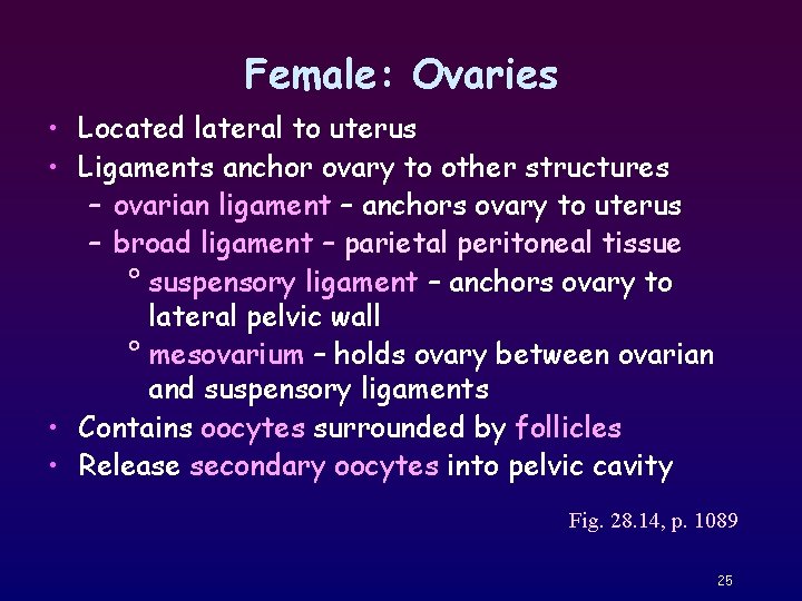 Female: Ovaries • Located lateral to uterus • Ligaments anchor ovary to other structures