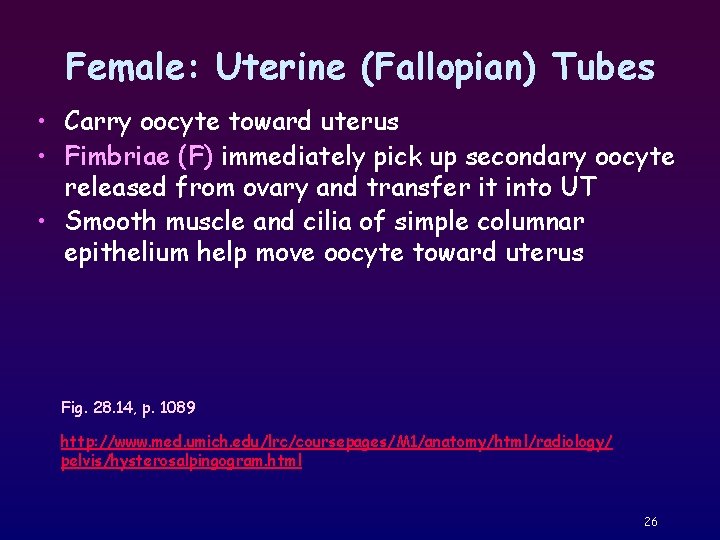 Female: Uterine (Fallopian) Tubes • Carry oocyte toward uterus • Fimbriae (F) immediately pick