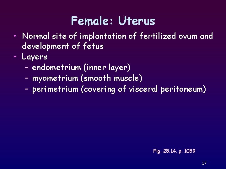 Female: Uterus • Normal site of implantation of fertilized ovum and development of fetus