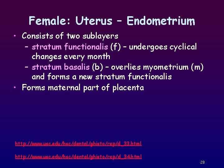 Female: Uterus – Endometrium • Consists of two sublayers – stratum functionalis (f) –