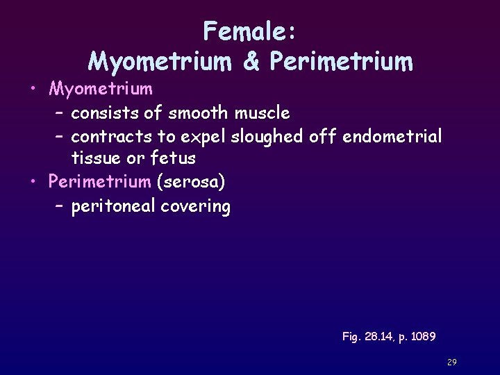 Female: Myometrium & Perimetrium • Myometrium – consists of smooth muscle – contracts to
