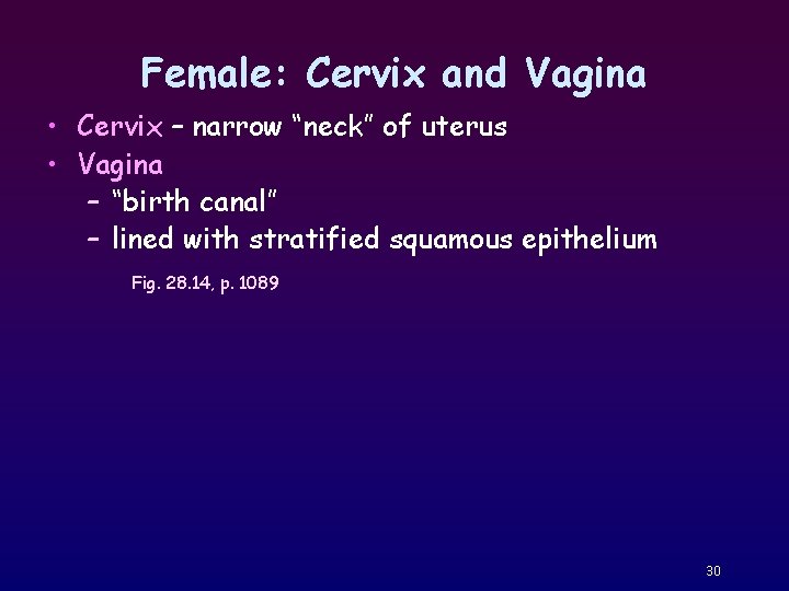 Female: Cervix and Vagina • Cervix – narrow “neck” of uterus • Vagina –