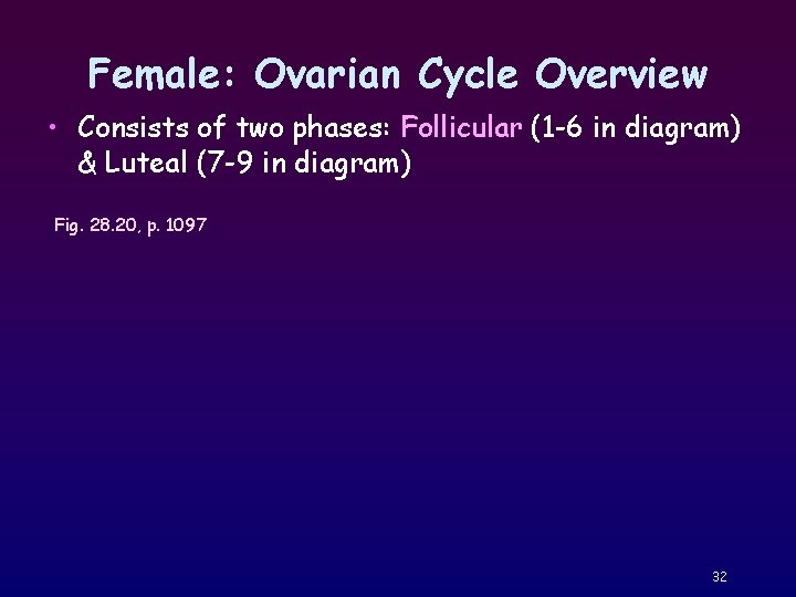 Female: Ovarian Cycle Overview • Consists of two phases: Follicular (1 -6 in diagram)