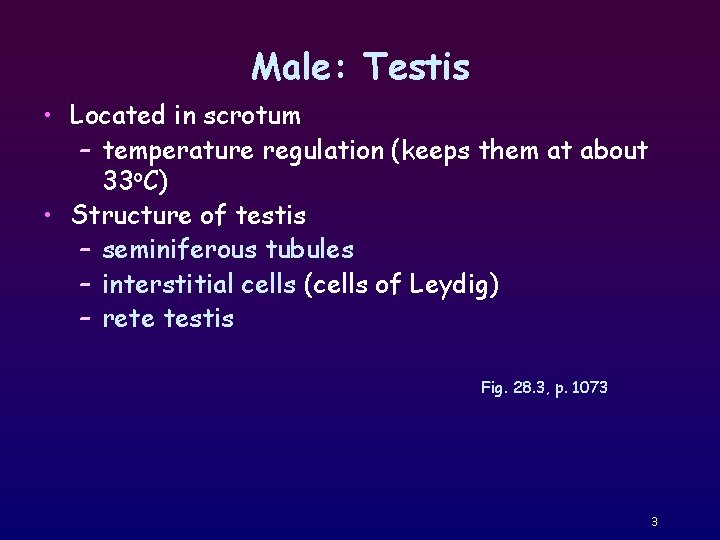 Male: Testis • Located in scrotum – temperature regulation (keeps them at about 33