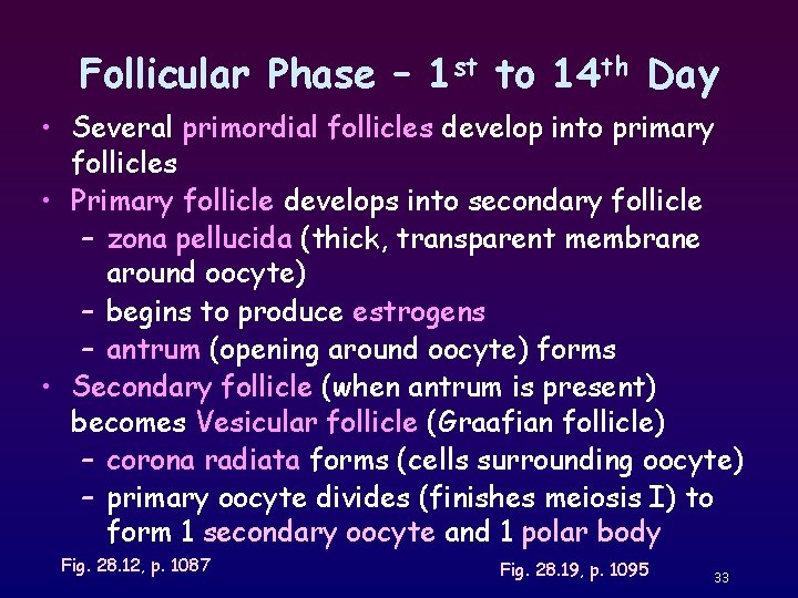 Follicular Phase – 1 st to 14 th Day • Several primordial follicles develop