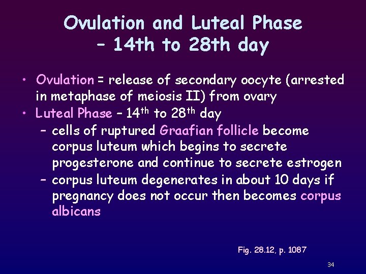 Ovulation and Luteal Phase – 14 th to 28 th day • Ovulation =
