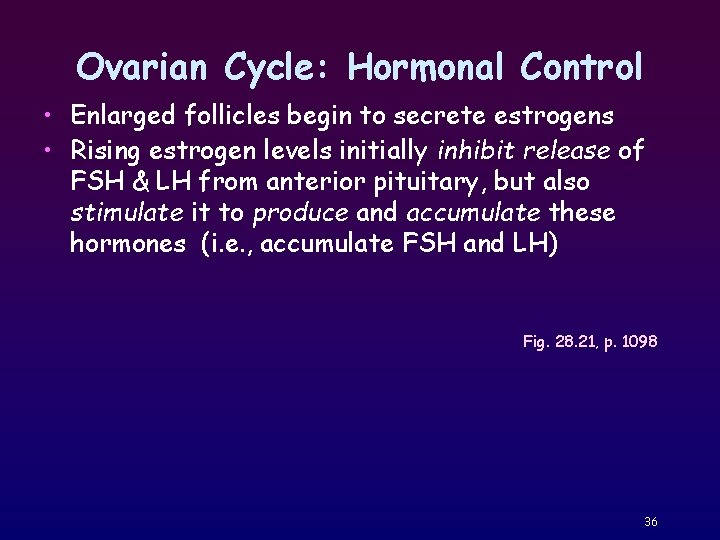 Ovarian Cycle: Hormonal Control • Enlarged follicles begin to secrete estrogens • Rising estrogen