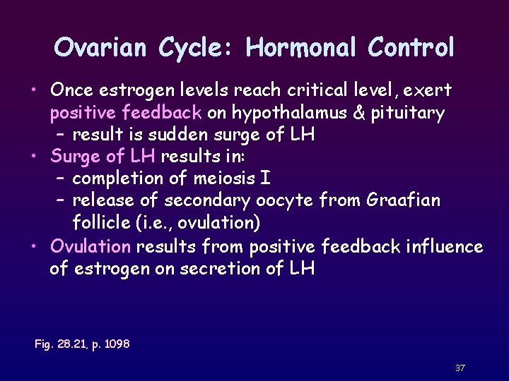 Ovarian Cycle: Hormonal Control • Once estrogen levels reach critical level, exert positive feedback
