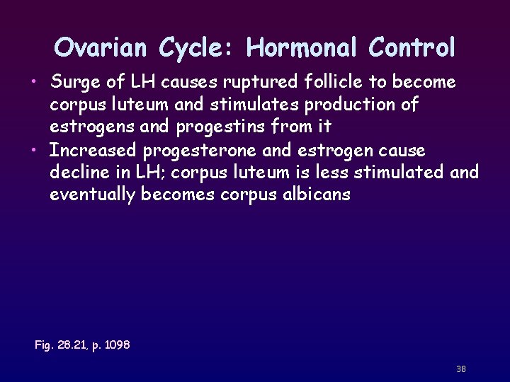 Ovarian Cycle: Hormonal Control • Surge of LH causes ruptured follicle to become corpus