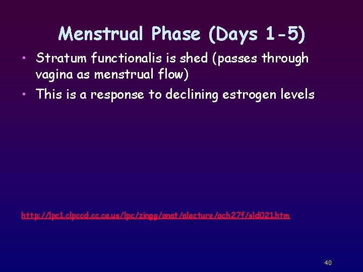 Menstrual Phase (Days 1 -5) • Stratum functionalis is shed (passes through vagina as