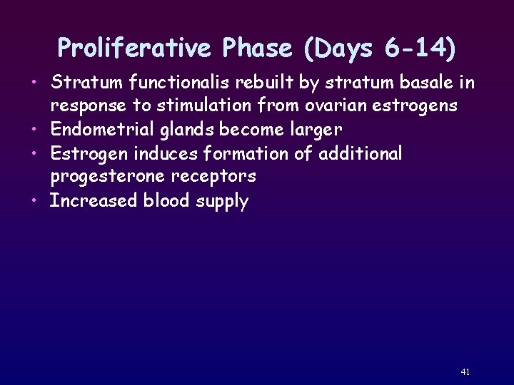 Proliferative Phase (Days 6 -14) • Stratum functionalis rebuilt by stratum basale in response