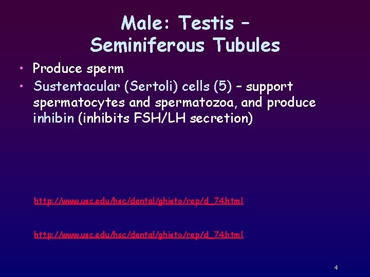 Male: Testis – Seminiferous Tubules • Produce sperm • Sustentacular (Sertoli) cells (5) –