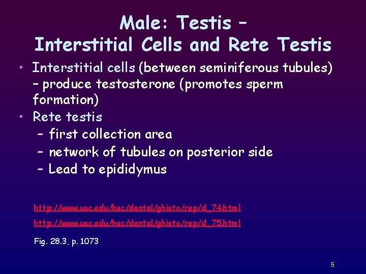 Male: Testis – Interstitial Cells and Rete Testis • Interstitial cells (between seminiferous tubules)