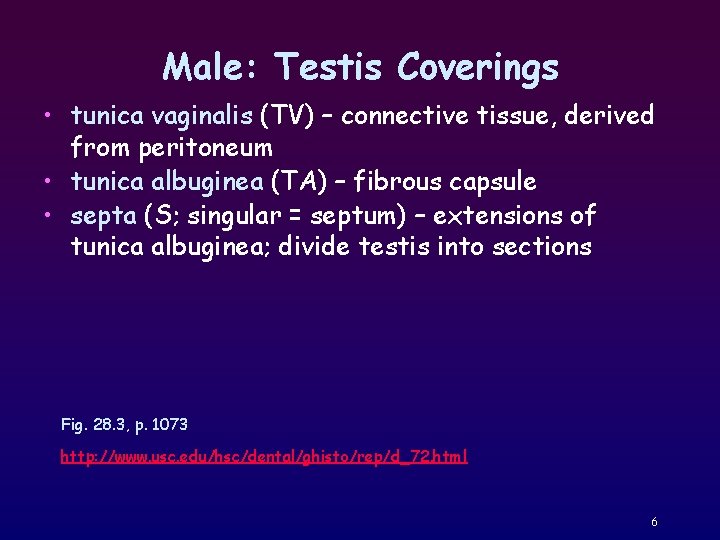 Male: Testis Coverings • tunica vaginalis (TV) – connective tissue, derived from peritoneum •