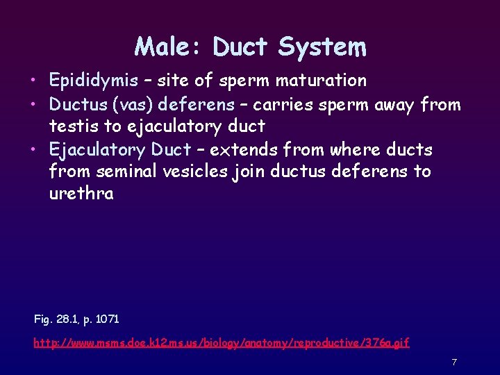 Male: Duct System • Epididymis – site of sperm maturation • Ductus (vas) deferens