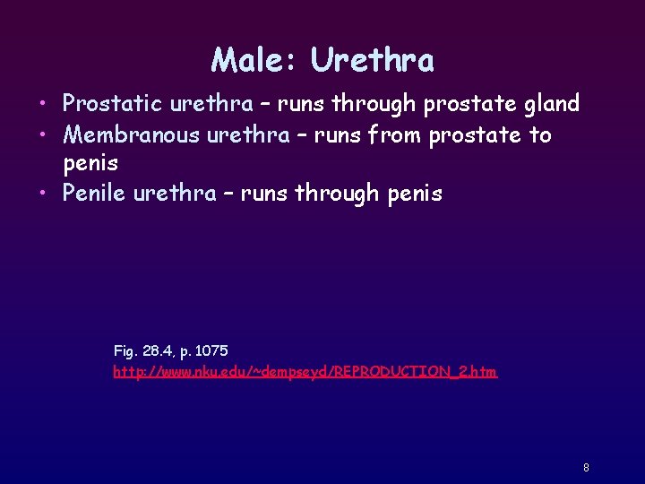 Male: Urethra • Prostatic urethra – runs through prostate gland • Membranous urethra –