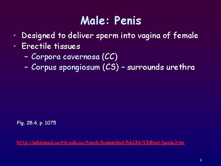 Male: Penis • Designed to deliver sperm into vagina of female • Erectile tissues