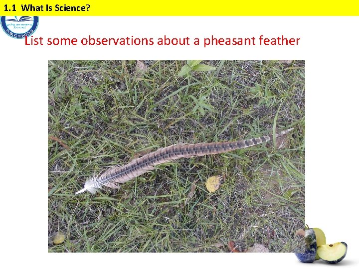 1. 1 What Is Science? List some observations about a pheasant feather 