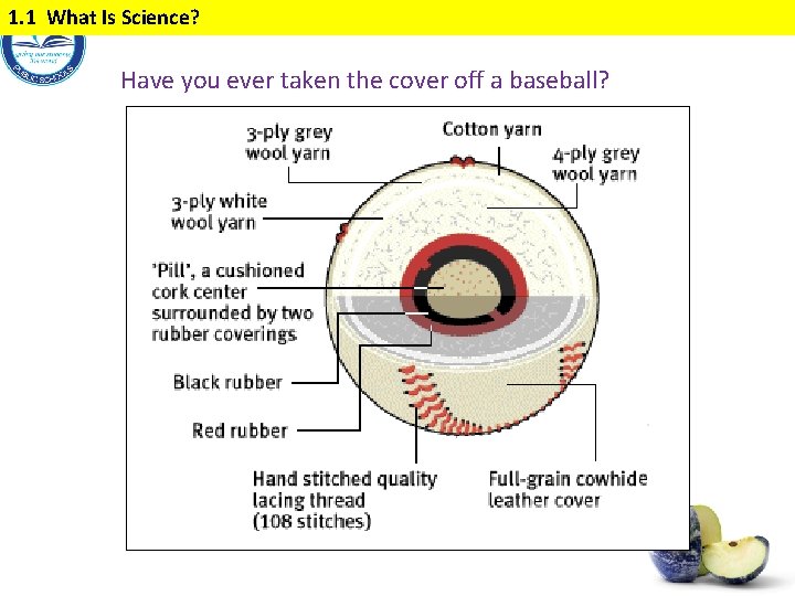 1. 1 What Is Science? Have you ever taken the cover off a baseball?