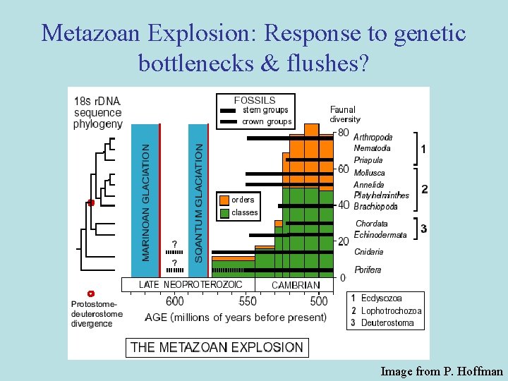 Metazoan Explosion: Response to genetic bottlenecks & flushes? Image from P. Hoffman 