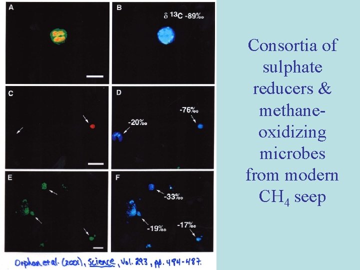 Consortia of sulphate reducers & methaneoxidizing microbes from modern CH 4 seep 