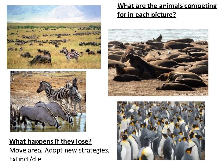 What are the animals competing for in each picture? What happens if they lose?
