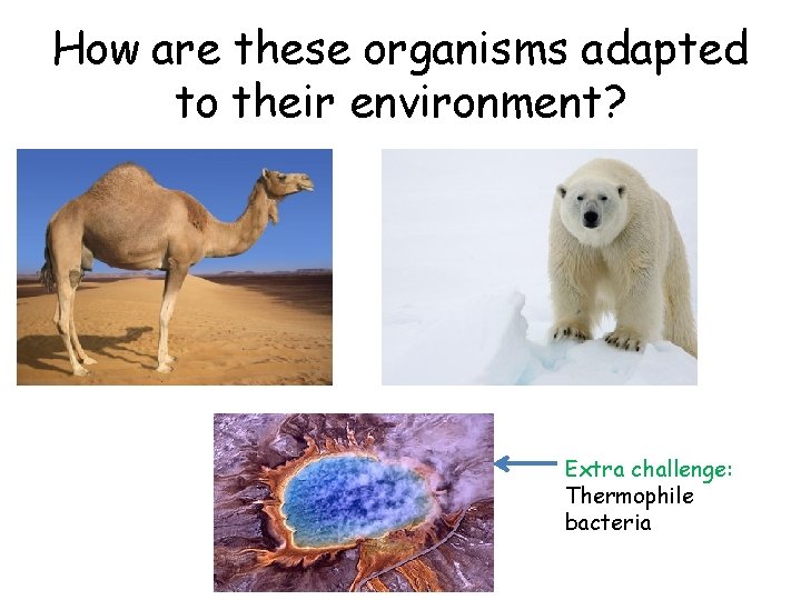 How are these organisms adapted to their environment? Extra challenge: Thermophile bacteria 