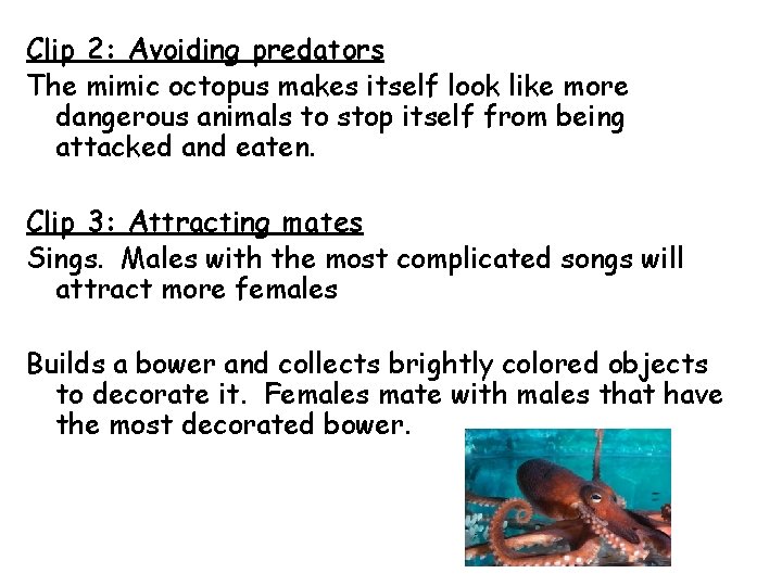 Clip 2: Avoiding predators The mimic octopus makes itself look like more dangerous animals