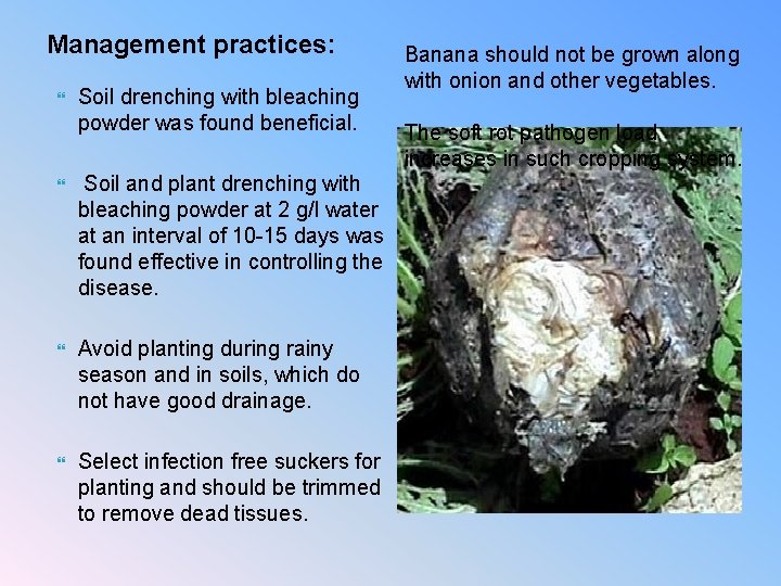 Management practices: Soil drenching with bleaching powder was found beneficial. Soil and plant drenching