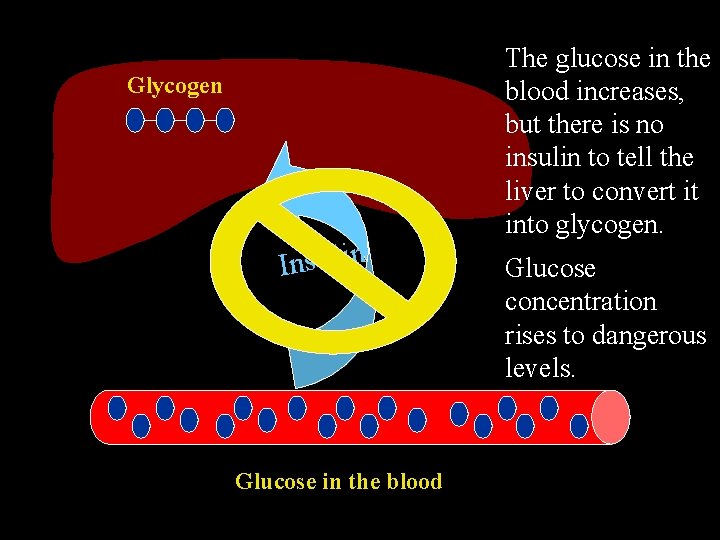 Glycogen Insulin Glucose in the blood The glucose in the blood increases, but there