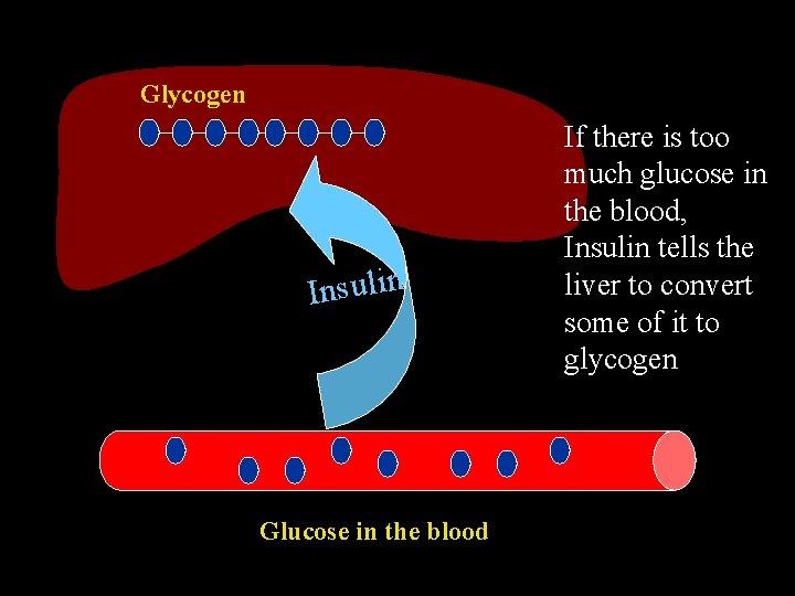 Glycogen Insulin Glucose in the blood If there is too much glucose in the