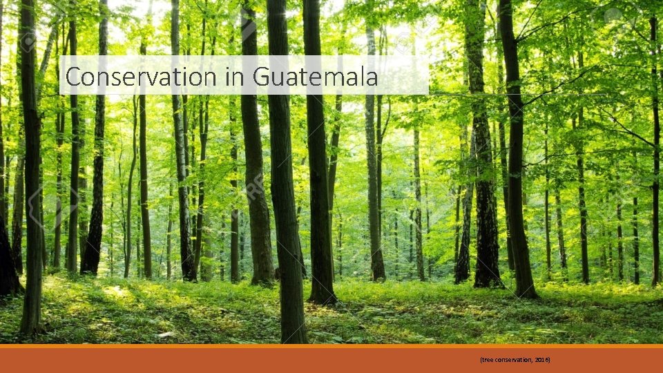 Conservation in Guatemala (tree conservation, 2016) 