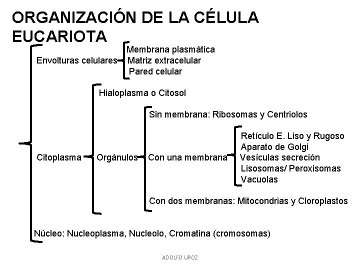 ORGANIZACIÓN DE LA CÉLULA EUCARIOTA Membrana plasmática Envolturas celulares Matriz extracelular Pared celular Hialoplasma