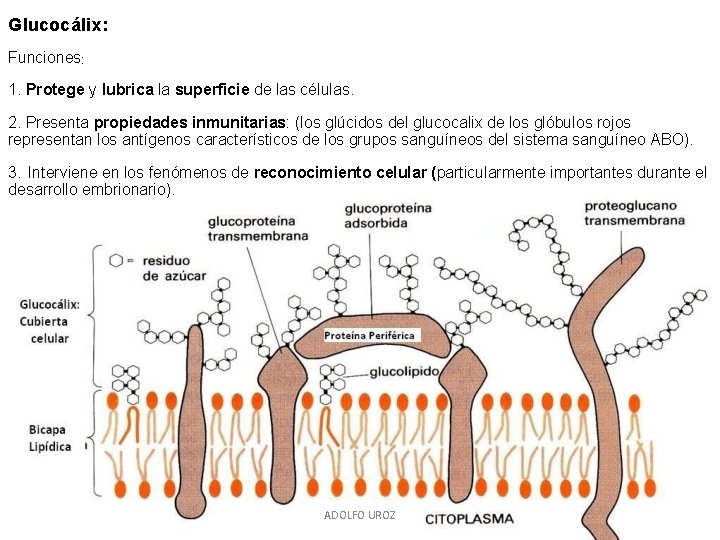 Glucocálix: Funciones: 1. Protege y lubrica la superficie de las células. 2. Presenta propiedades