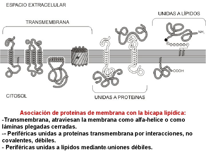 Asociación de proteínas de membrana con la bicapa lipídica: -Transmembrana, atraviesan la membrana como