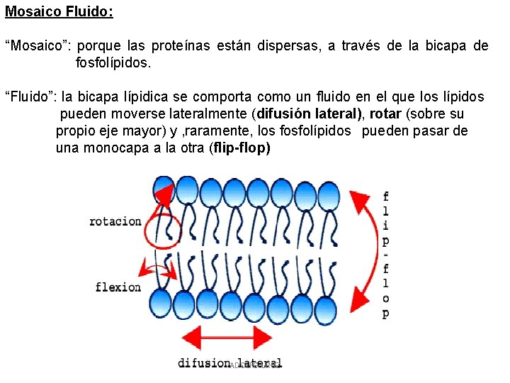 Mosaico Fluido: “Mosaico”: porque las proteínas están dispersas, a través de la bicapa de