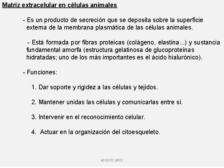 Matriz extracelular en células animales - Es un producto de secreción que se deposita