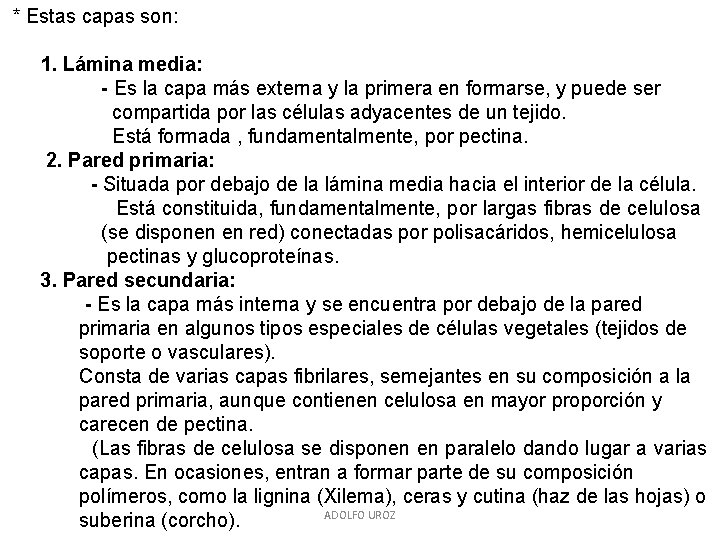 * Estas capas son: 1. Lámina media: - Es la capa más externa y