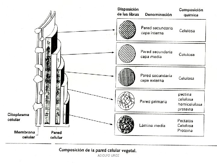 ADOLFO UROZ 